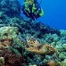 turtle_green_jg_v_0705_png0876.jpg
